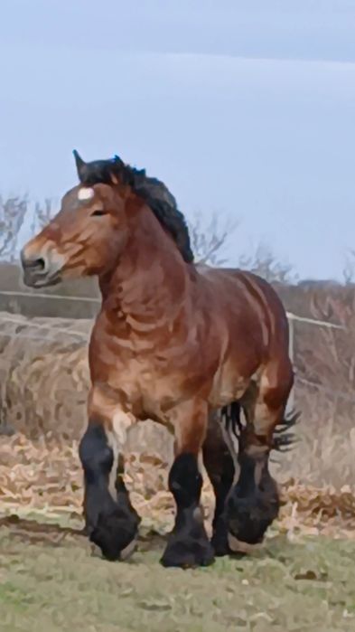 Armăsar de montă