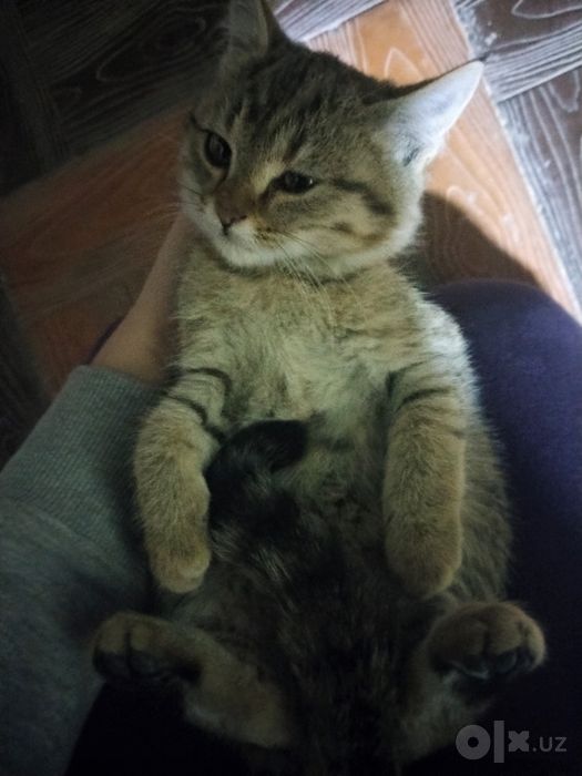 Отдадим котика в хорошие,добрые и любящие руки