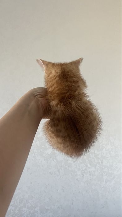 Продам котят метисы скотиш страйт