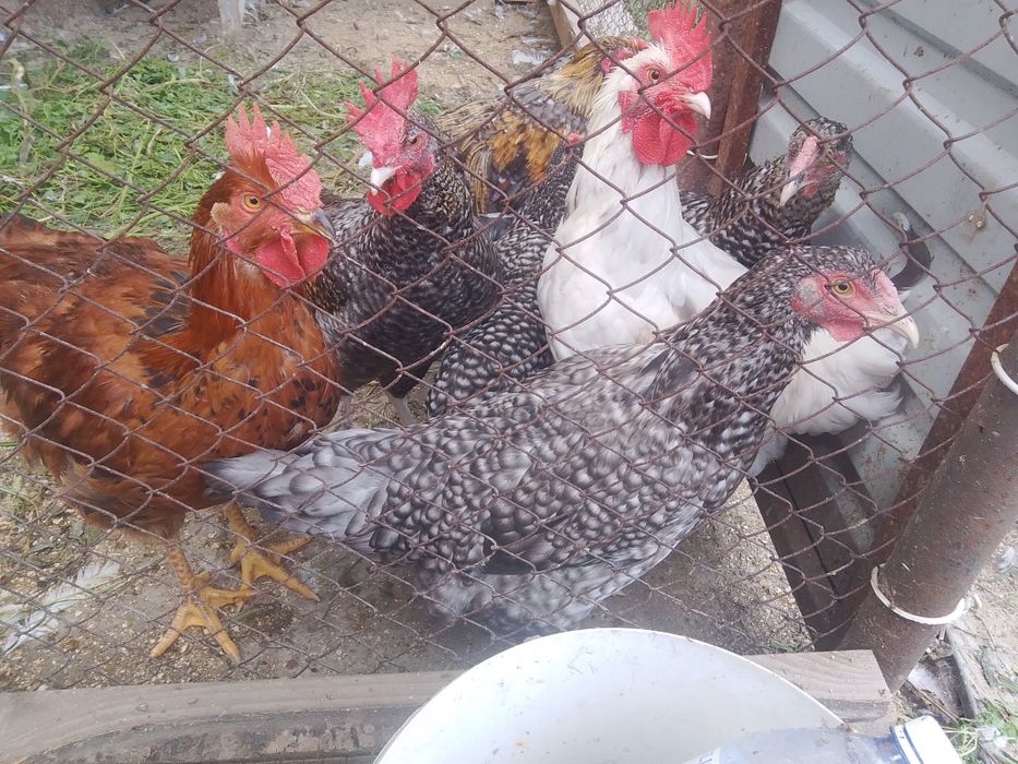 Продам домашних курей