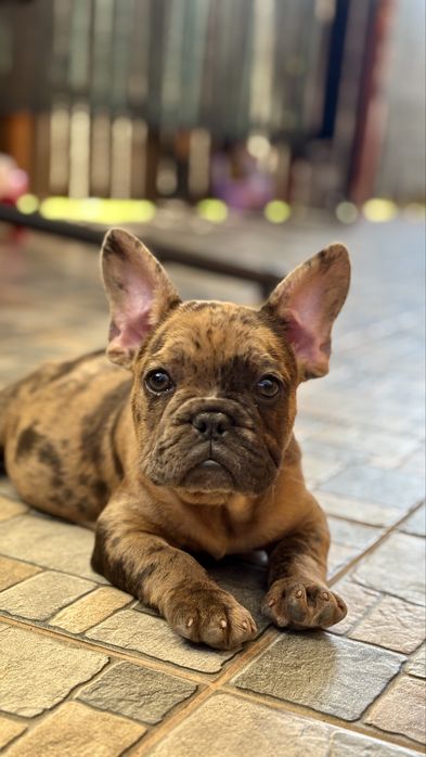 Bulldog Francez Coco Merle