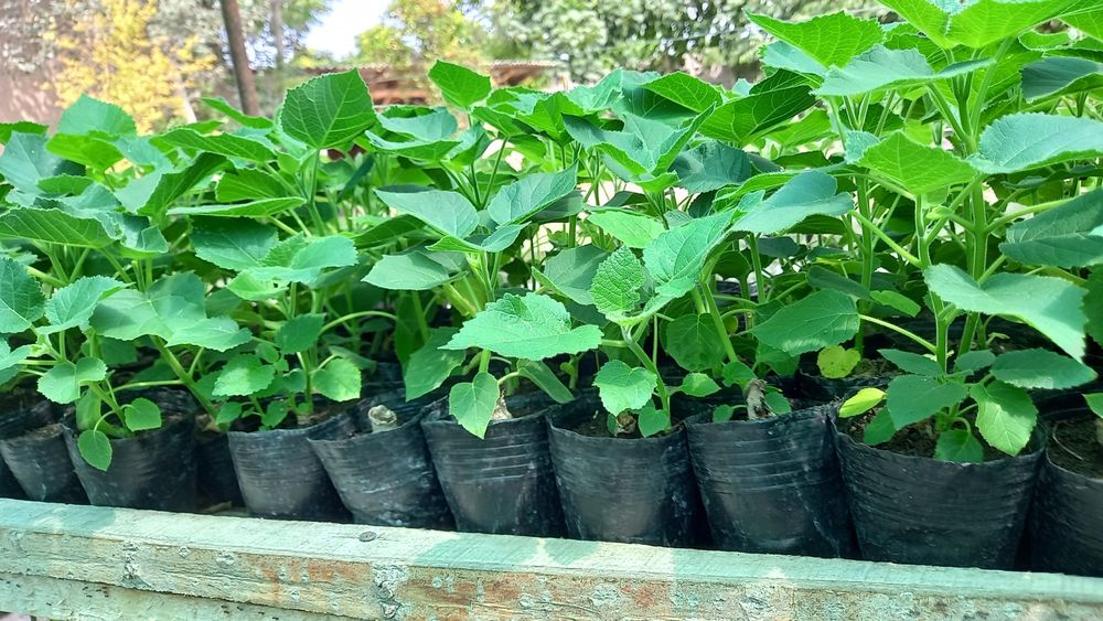 Павлония дунёда энг тез усувчи дарахт