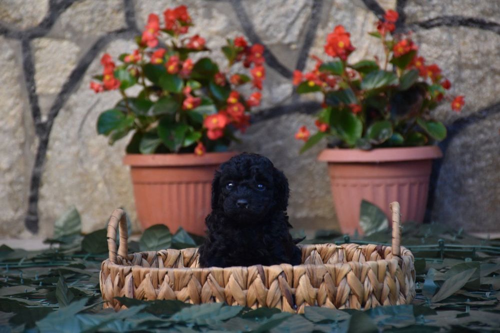 Той пудел (Toy poodle) Пудел Той (Poodle Toy)