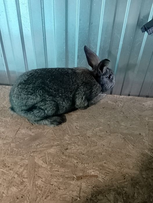 Продам кроликов разных возрастов