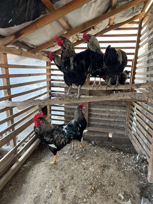 Damashniy jo’ja xo’rozla sog’lom