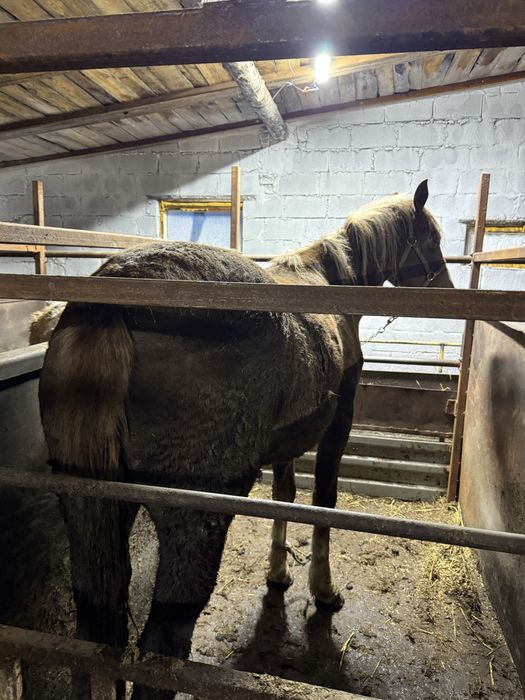 Лошадь с откорма жирная