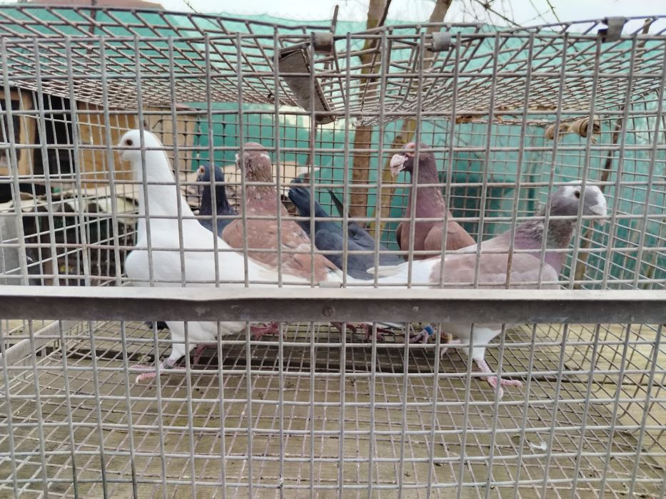 Voiajori stil vechii