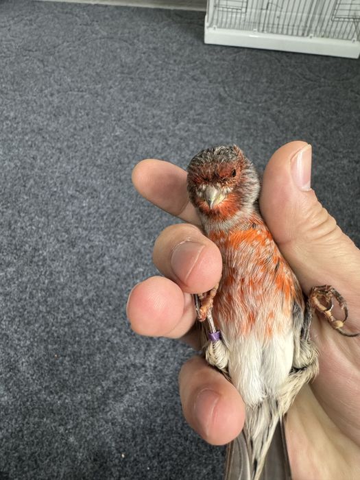 Черно красный мозаик, нар 2025 йил, 500 минг, назарбек