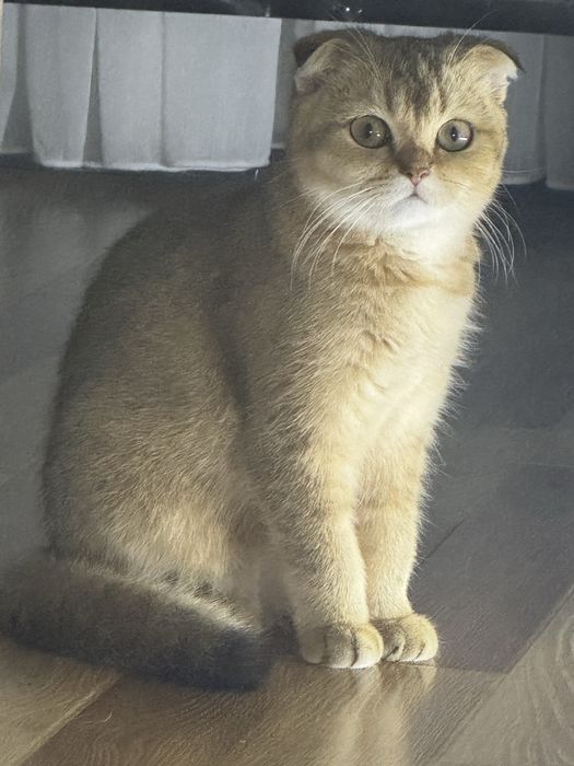 Продам шотландскую вислоухую кошку в хорошие руки