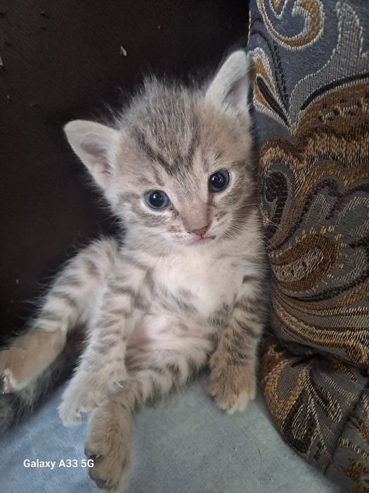Отдам котят в хорошие руки