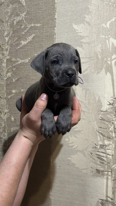 Щенки кане корсо