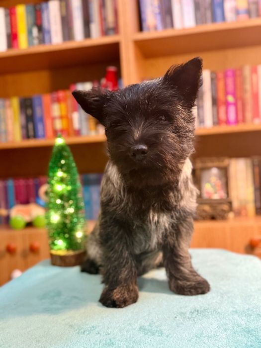 Pui Cairn Terrier mascul cu pedigree de exceptie