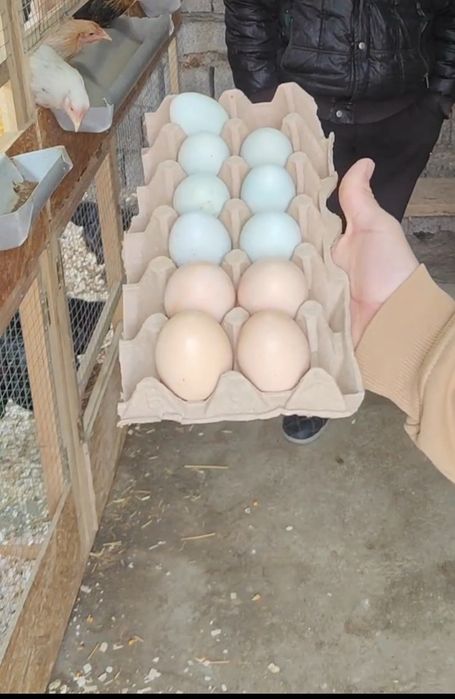 Ухелуе товук тухумлари инкубация учун