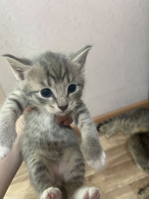 Котята в добрые руки даром