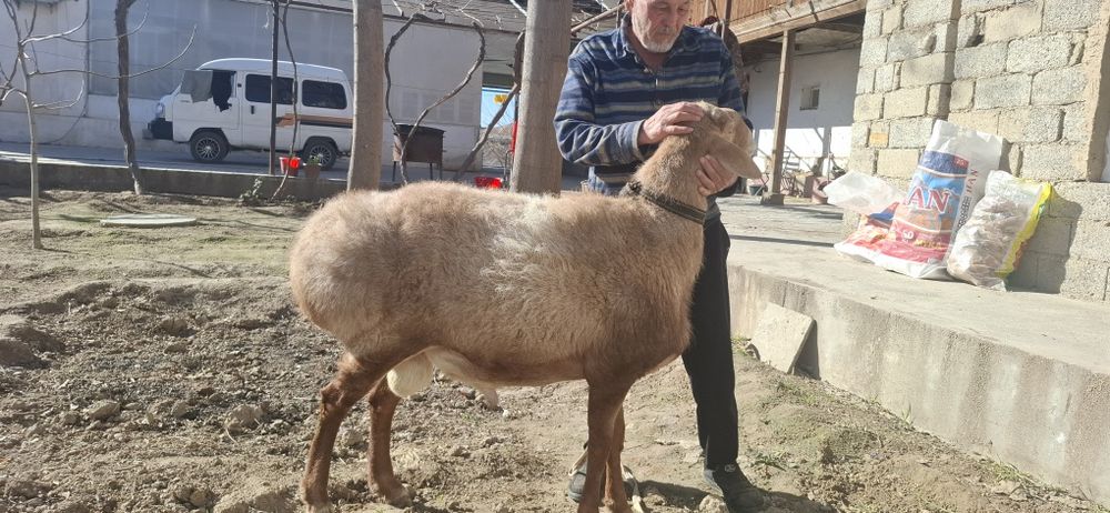 Arashan qochqor sotiladi