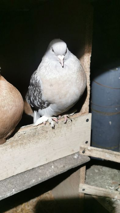 Porumbei diverse rase