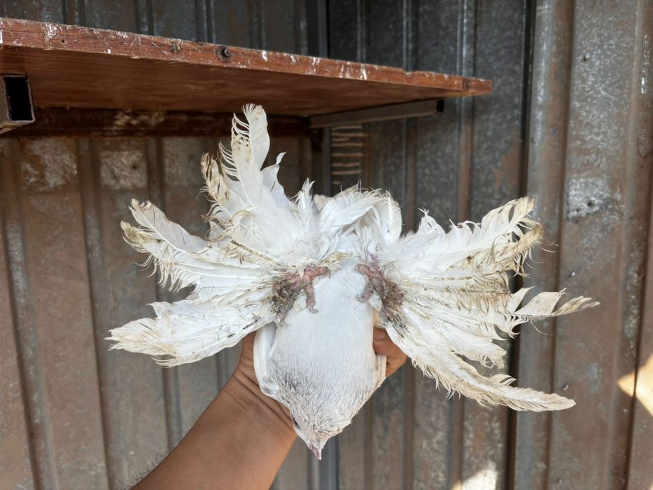 Голуби Тасман бусый греб сильная