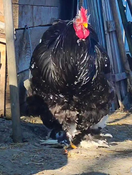 Cocos cochinchina uriaș bobat 2025
