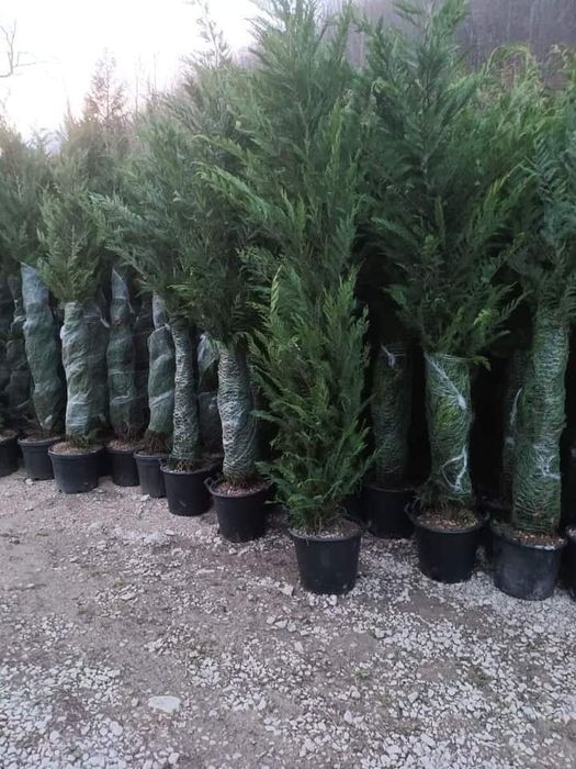 Amenajez curtea cu plante naturale tuia gazon magnolia tei