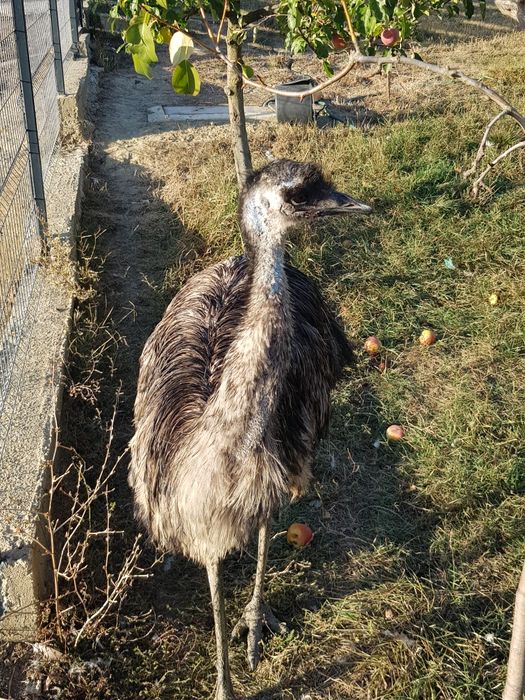 Vand strut emu mascul