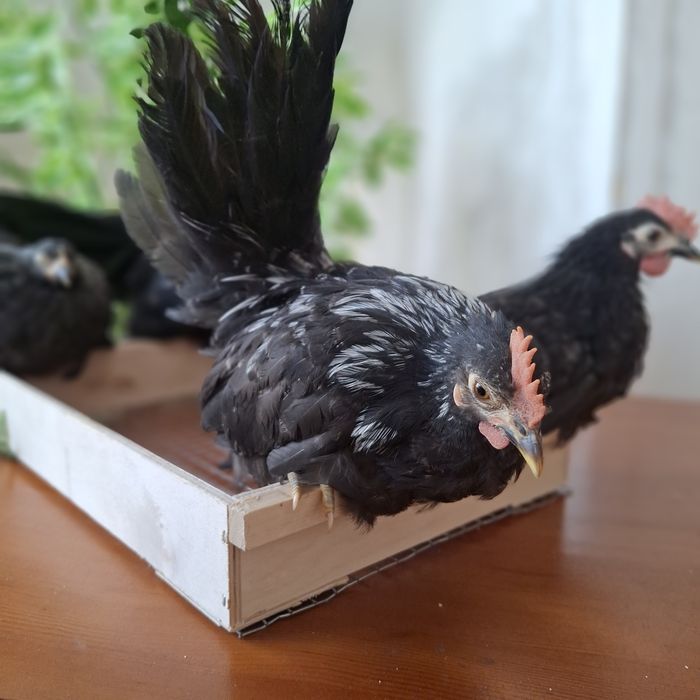 Декоративные курочки ШАБО