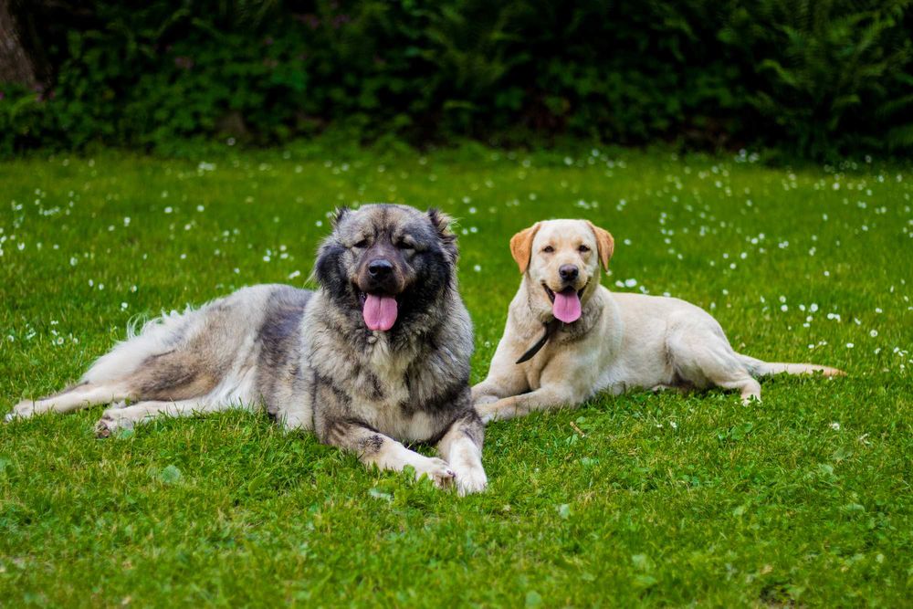 Canon EOS 700D + EF 50mm f/1.8 STM