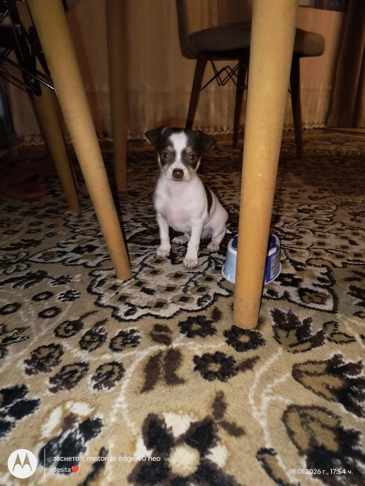 Продават се мини пинчери