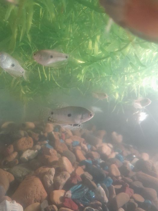 Аквариумные рыбки