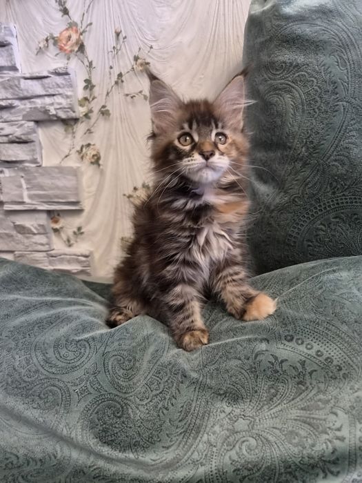 Котенок мейн-кун ( девочка)