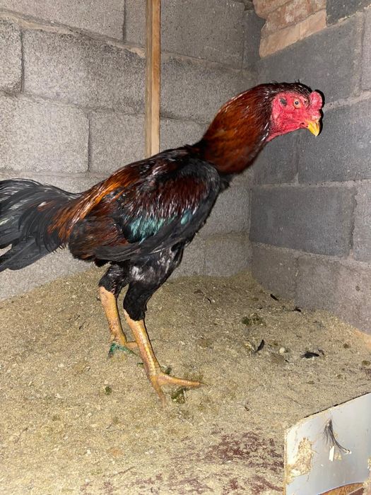 Дакан кораз есть