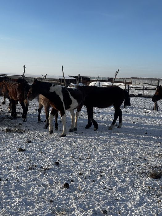 Продам жеребцов 2-3 годовалые