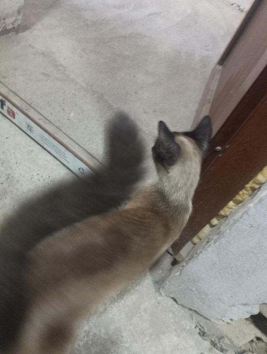 Мушук сотилади зоти сиамский