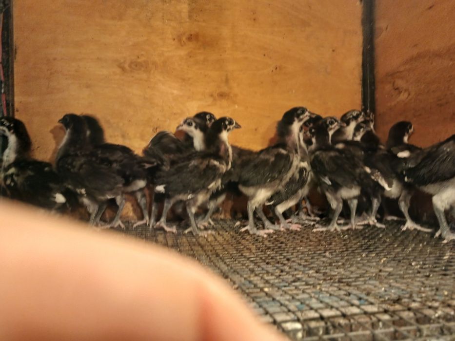Австралоп бакапандары сатлады.