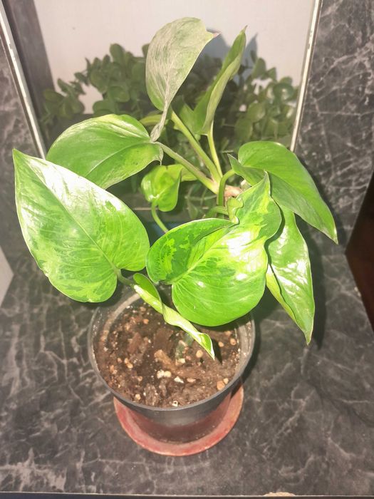 Сциндапсус эпипреmнум Marble green