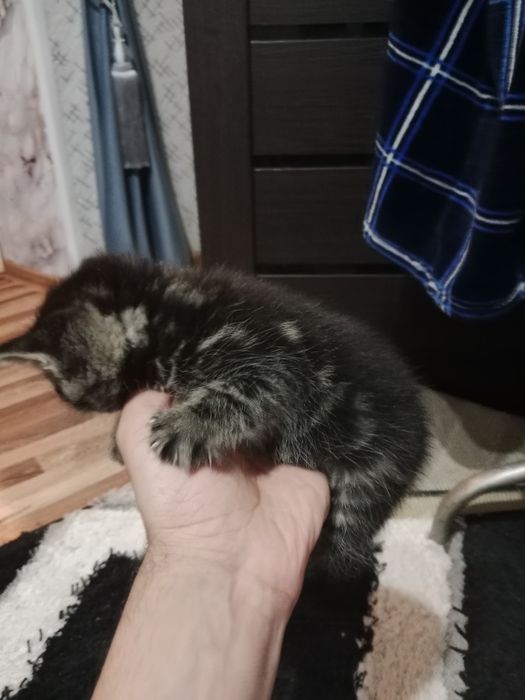 Отдам в добрые руки