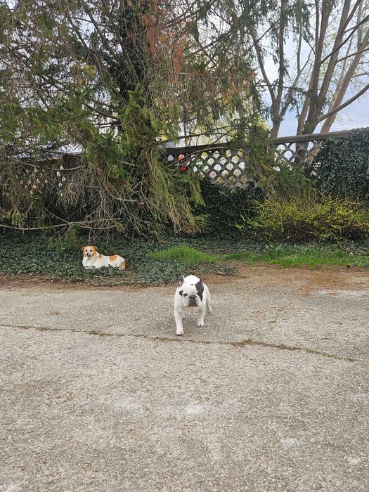 Frenchie cuminte spre adoptie