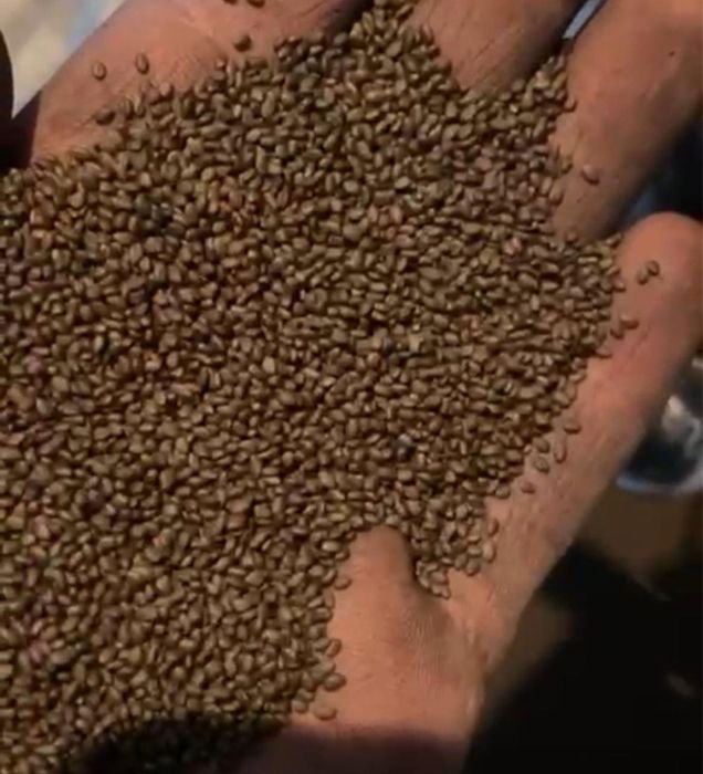 Жоңышқа тұқымы. Семена люцерный