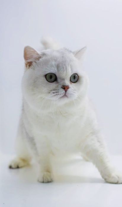 Британские девочки и мальчики