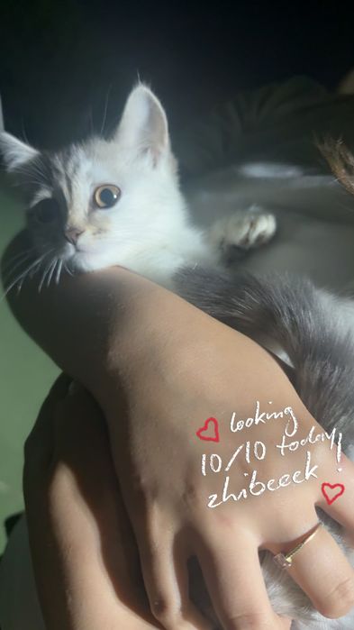 кошка 1-2месяцев, девочка