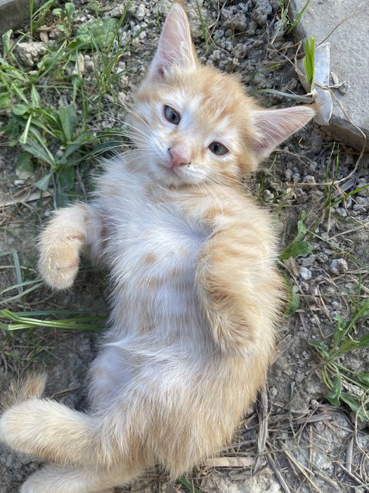 Рыжий котенок мальчик в добрые ручки