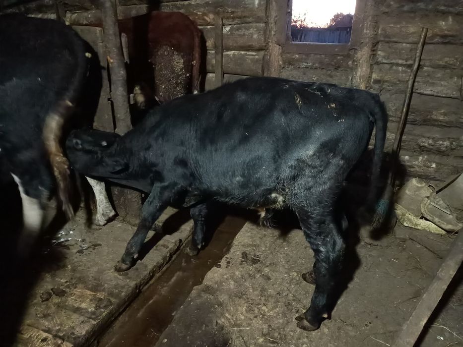 Продам подсосных
