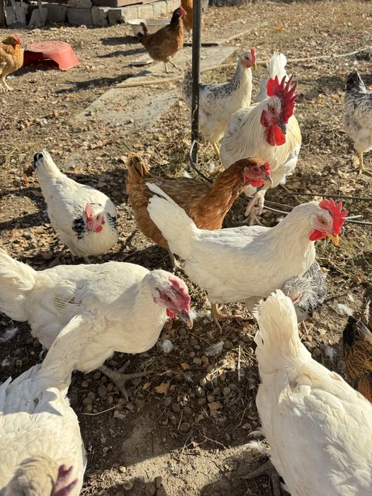 Тауықтар сатылады