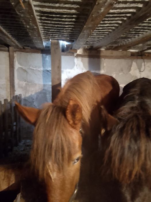 Крупный тай на откорме