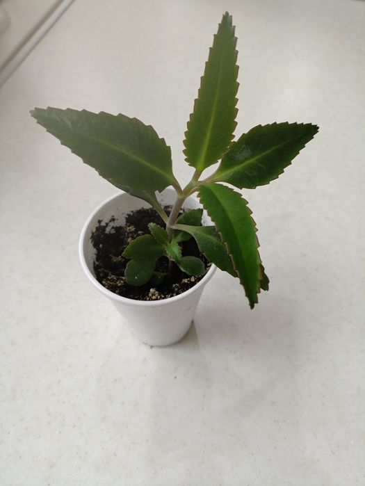 Каланхоэ лечебный