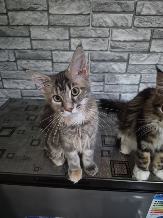 Котята Мейн кун. Готовы к переезду.