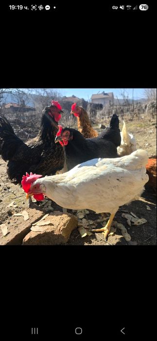 Домашни пресни яйца