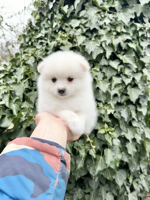 Померан мини момиче. Померанче