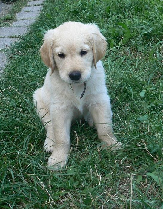 Golden retriever femelă disponibilă