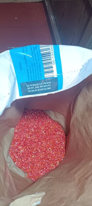 Семена кукурузы Канада