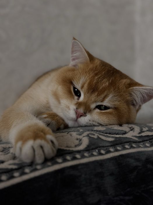 Золотая Шиншила на вязку (опытный) tg:zafaking